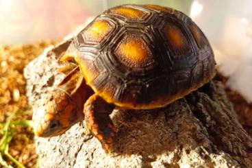 Schildkröten  kaufen und verkaufen Foto: Chelonoidis carbonaria/cheogelone