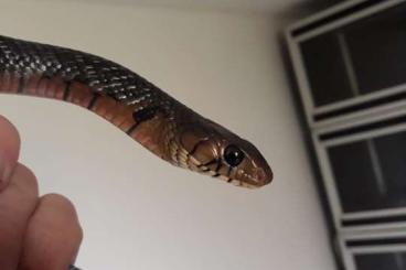 Snakes kaufen und verkaufen Photo: Drymarchon Erebennus/ Elaphe moellendorffi Snakes kaufen und verkaufen Photo: Drymarchon Erebennus/ Elaphe moellendorffi