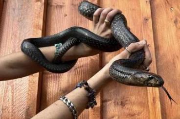 Schlangen kaufen und verkaufen Foto: sale rare Drymarchon erebennus