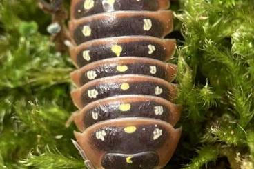 Insekten kaufen und verkaufen Foto: Cubaris Cristarmadillidium Armadillidium Porcellio