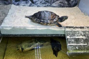 Schildkröten  kaufen und verkaufen Foto: 2 Gelbwangenschmuckschildkröten