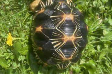 Schildkröten  kaufen und verkaufen Foto: Astrochelys radiata For sale