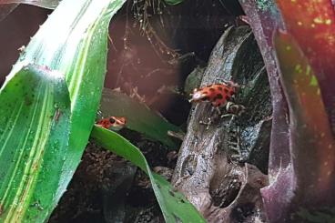 Frösche  kaufen und verkaufen Foto: Ophaga Pumilio Bastimentos