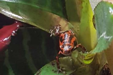 Poison dart frogs kaufen und verkaufen Photo: Ophaga Pumilio Bastimentos