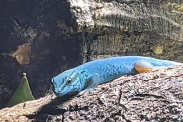 Geckos kaufen und verkaufen Photo: Lygodactylus Williamsi, Himmelblauer- Zwergtaggecko