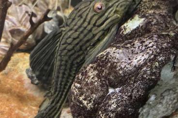 Zierfische kaufen und verkaufen Foto: Panaque L191 zu verkaufen Zierfische kaufen und verkaufen Foto: Panaque L191 zu verkaufen