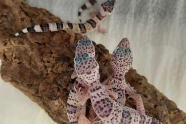 Geckos kaufen und verkaufen Foto: Eublepharis Macularius Macularius 
