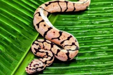 Ball Pythons kaufen und verkaufen Photo: 0.1 Pastel Spider (Bumblebee) DH 100% Axanthic Tsk 100% Piebald