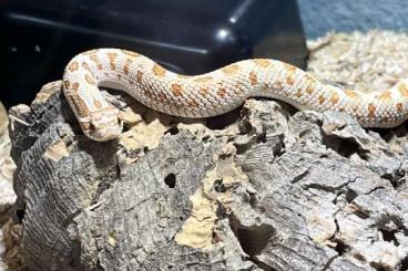 Snakes kaufen und verkaufen Photo: 1.0 Hakennasennatter zu verkaufen 