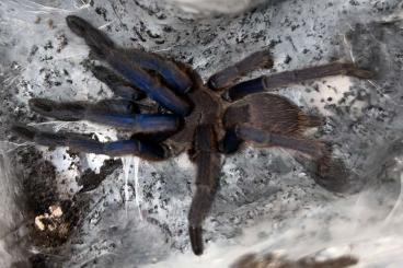 - bird spiders kaufen und verkaufen Photo: Vogelspinnen von klein bis groß - bird spiders kaufen und verkaufen Photo: Vogelspinnen von klein bis groß