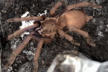 - bird spiders kaufen und verkaufen Photo: Vogelspinnen von klein bis groß