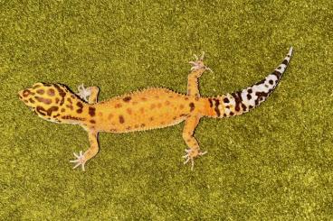 Geckos kaufen und verkaufen Photo: 0,1 Leopardgecko Emerine Tremper Albino