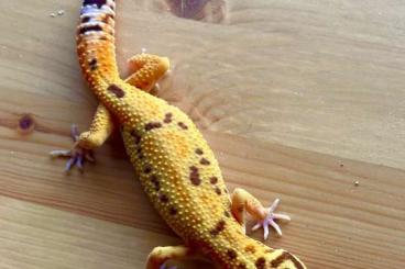 Geckos kaufen und verkaufen Photo: 0,1 Leopardgecko Afghan Emerine Tremper Albino