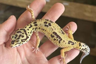 Geckos kaufen und verkaufen Foto: 0,2 Leopardgecko Eier legend Geckos kaufen und verkaufen Foto: 0,2 Leopardgecko Eier legend