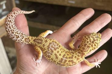 Geckos kaufen und verkaufen Foto: 0,3 Leopardgecko Eier legend Geckos kaufen und verkaufen Foto: 0,3 Leopardgecko Eier legend