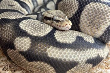 Königspythons kaufen und verkaufen Foto: 0,1 Königspython Pastel Ghost tragend Königspythons kaufen und verkaufen Foto: 0,1 Königspython Pastel Ghost tragend