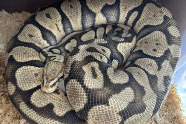 Königspythons kaufen und verkaufen Foto: 0,1 Königspython Pastel Ghost tragend Königspythons kaufen und verkaufen Foto: 0,1 Königspython Pastel Ghost tragend