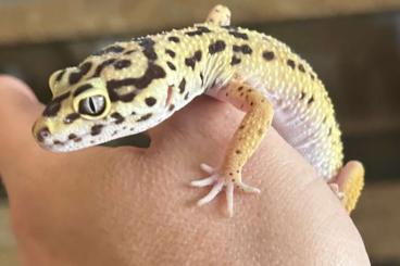 Geckos kaufen und verkaufen Foto: 0,2 Leopardgecko Eier legend Geckos kaufen und verkaufen Foto: 0,2 Leopardgecko Eier legend