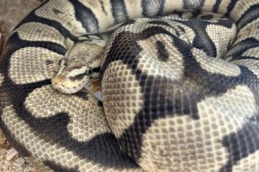 Königspythons kaufen und verkaufen Foto: 0,1 Königspython Pastel Ghost tragend Königspythons kaufen und verkaufen Foto: 0,1 Königspython Pastel Ghost tragend