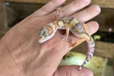 Geckos kaufen und verkaufen Photo: 0,1 Leopardgecko Godzilla (Super) Giant Tremper Albino ph Eclipse 