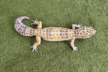 Geckos kaufen und verkaufen Photo: 0,2 Leopardgecko Godzilla Giant Pastel Eclipse Tremper Albino Geckos kaufen und verkaufen Photo: 0,2 Leopardgecko Godzilla Giant Pastel Eclipse Tremper Albino