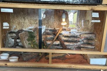 Terrarien kaufen und verkaufen Foto: 2 OSB-Terrarien 120x60x60cm mit Rückwand und Lampe Terrarien kaufen und verkaufen Foto: 2 OSB-Terrarien 120x60x60cm mit Rückwand und Lampe