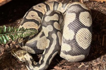 Ball Pythons kaufen und verkaufen Photo: 0,1 Königspython Pastel Ghost (Hypo) 3kg!!! Ball Pythons kaufen und verkaufen Photo: 0,1 Königspython Pastel Ghost (Hypo) 3kg!!!