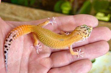 Geckos kaufen und verkaufen Photo: 0,3 Leopardgecko NZ 25 Emerine Godzilla Giant Geckos kaufen und verkaufen Photo: 0,3 Leopardgecko NZ 25 Emerine Godzilla Giant