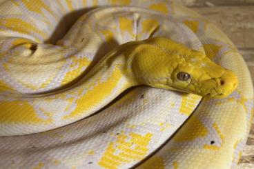 Pythons kaufen und verkaufen Photo: 1,0 Zwerg-Netzpython SD Paradox Lavender Albino