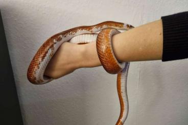 Colubrids kaufen und verkaufen Photo: zwei Kornnattern in liebevolle Hände abzugeben