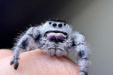 Spinnen und Skorpione kaufen und verkaufen Foto: Phidippus regius and material 