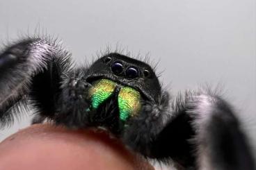 Spinnen und Skorpione kaufen und verkaufen Foto: Phidippus regius and other Salticidae 