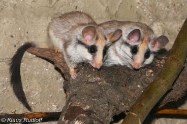 Exotic mammals kaufen und verkaufen Photo: Dryomys, Eliomys melanurus & Graphiurus ocularis 