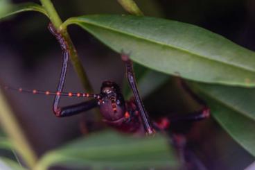 Insekten kaufen und verkaufen Foto: Autolyca herculeana Phasmiden Eier