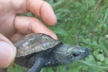 Sumpfschildkröten kaufen und verkaufen Foto: Mauremys Japonica ( 0.0.4)