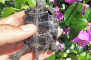 Sumpfschildkröten kaufen und verkaufen Foto: Mauremys Japonica ( 0.0.4)