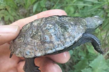 Sumpfschildkröten kaufen und verkaufen Foto: Mauremys Japonica ( 0.0.4)