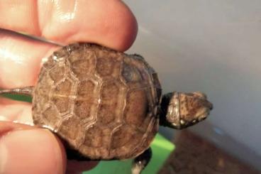 Sumpfschildkröten kaufen und verkaufen Foto: Emys Orbicularis Hellenica