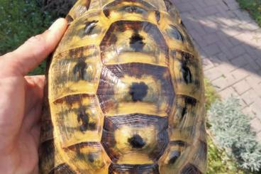 Tortoises kaufen und verkaufen Photo: Graeca Ibera East Anatolian male