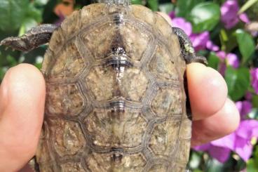 Sumpfschildkröten kaufen und verkaufen Foto: Mauremys Japonica ( 0.0.4) Sumpfschildkröten kaufen und verkaufen Foto: Mauremys Japonica ( 0.0.4)