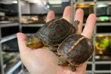 Turtles and Tortoises kaufen und verkaufen Photo: Claudius, Staurotypus, Phrynops, Pangshura, Cuora