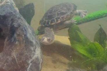 Schildkröten  kaufen und verkaufen Foto: Suche Chelodina novaeguineae Weissnasen Schlangenhalsschildkröte 