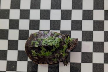 Turtles and Tortoises kaufen und verkaufen Photo: Kinosternon acutum NZ2025 Turtles and Tortoises kaufen und verkaufen Photo: Kinosternon acutum NZ2025