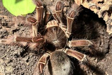 Vogelspinnen kaufen und verkaufen Foto: Verkaufe 1.0Theraphosa Blondi