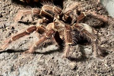 Vogelspinnen kaufen und verkaufen Foto: 1.0 Theraphosa Blondi Adult RH 12/23