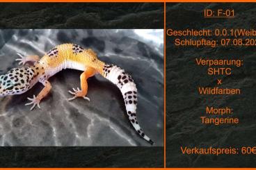 Geckos kaufen und verkaufen Photo: Leopardgecko Mädels aus guter Zucht