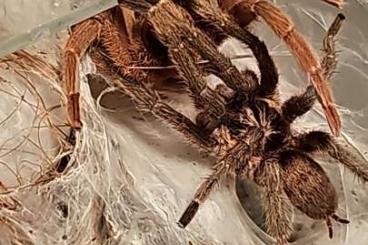 Spinnen und Skorpione kaufen und verkaufen Foto: Für Hamm Adulte Männchen (males)