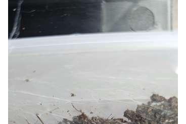 - bird spiders kaufen und verkaufen Photo: Biete Spinnen für Hamburg - bird spiders kaufen und verkaufen Photo: Biete Spinnen für Hamburg