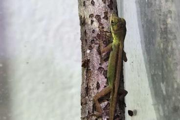 Geckos kaufen und verkaufen Foto: Biete Anolis roquet summus 1.1