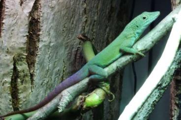 andere Echsen kaufen und verkaufen Foto: Anolis Grahami 0.0.2 Nachzucht 